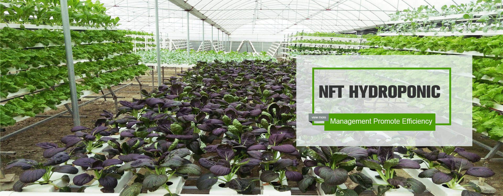 NFT HYDROPONIC