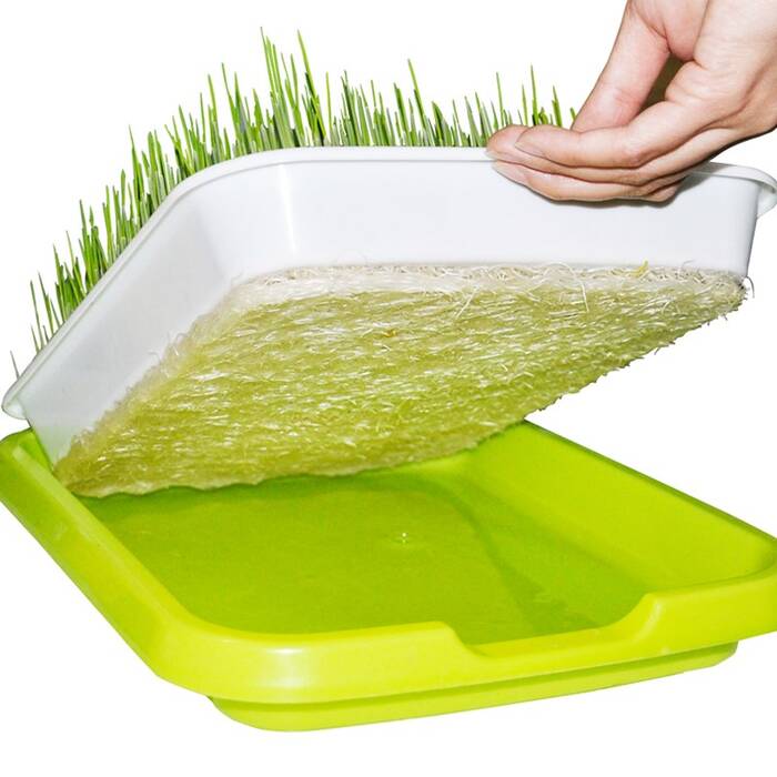 PP Material Sprout Trays