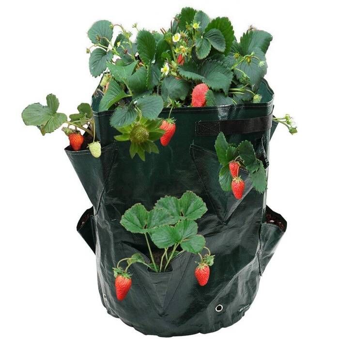 Plastic Strawberry Growing pots with 8 pockets