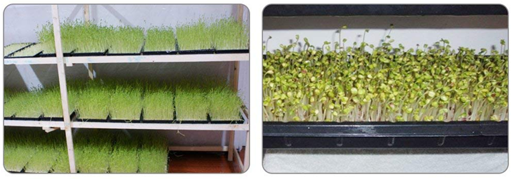 Flat Seed Germination Trays