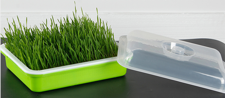 Sprout Trays SEED NURSERY TRAYS With Lids