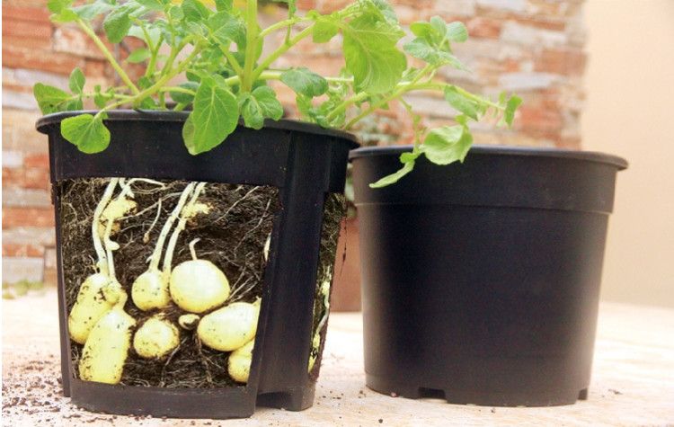 POTATO PLANTING POTS