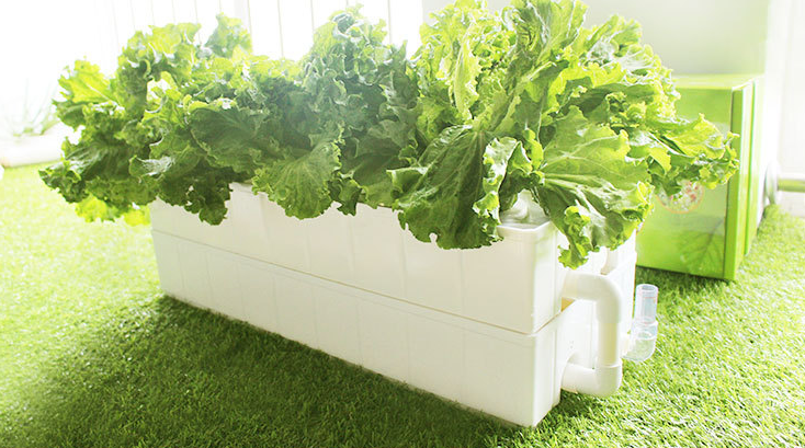 Single Layer NFT hydroponic box