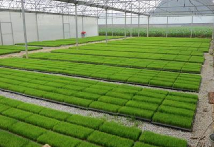 PVC Rice Nursery Trays