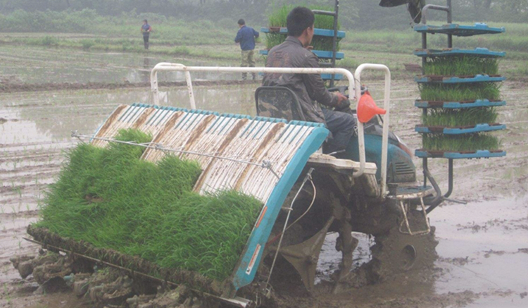 PVC Rice Nursery Trays