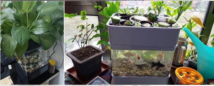 Mini Aquaponic Garden Planter