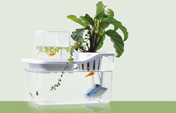 Mini Aquaponic Garden 2