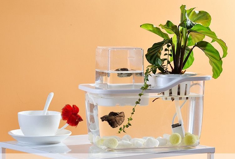 Mini Aquaponic Garden 2