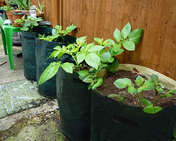 Plastic Potato grow pots/bags