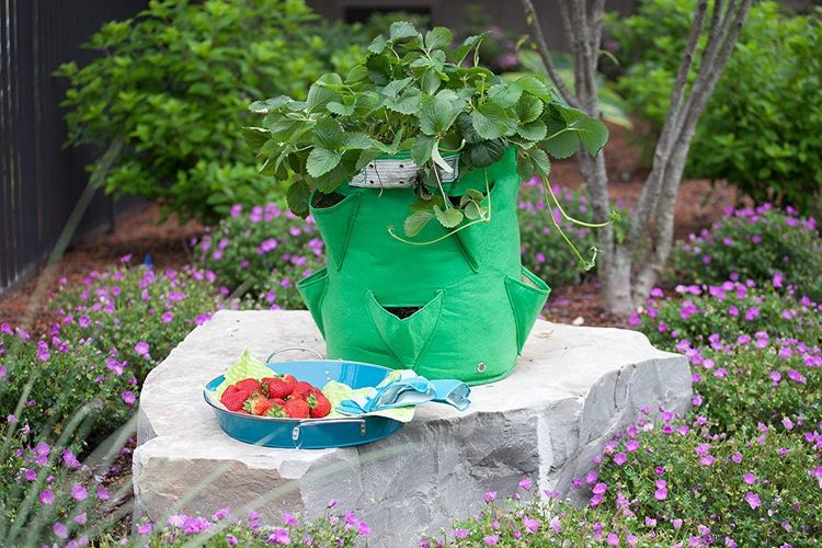 Felt Strawberry planting pots