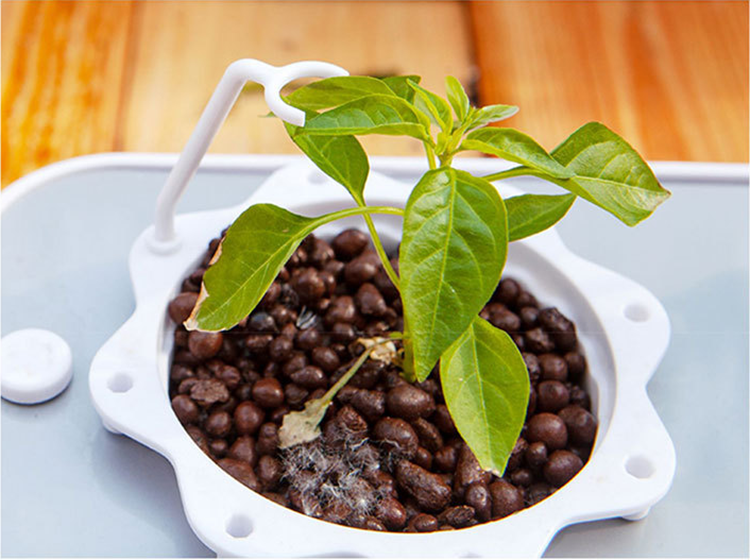 Indoor Mini Hydroponic Garden for vegetables