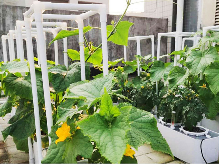 Indoor Mini Hydroponic Garden for vegetables