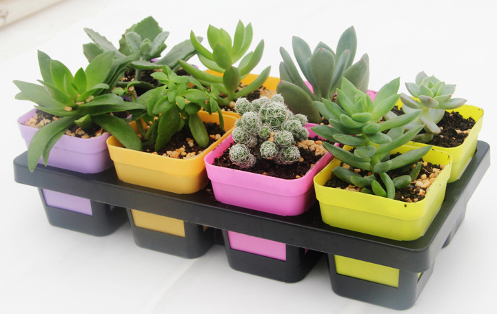 Plastic Carry trays for Succulent Pots