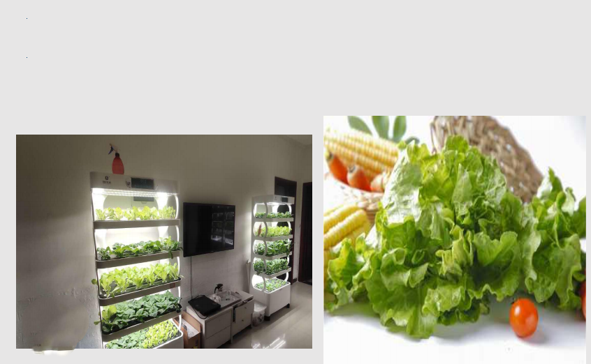 Intellect Vegetable Hydroponic machine