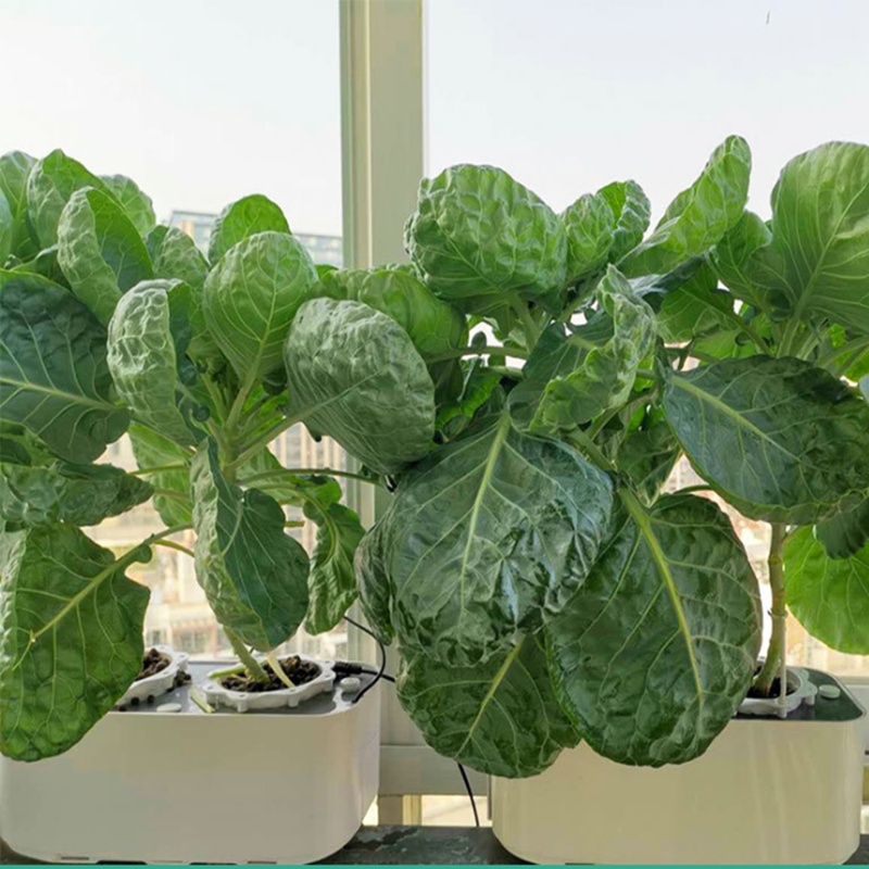 Home Use Mini Hydroponic Garden for vegetables