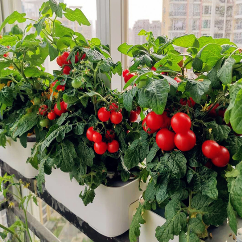 Home Use Mini Hydroponic Garden for vegetables