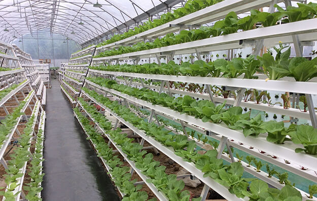 NFT Hydroponic Channel